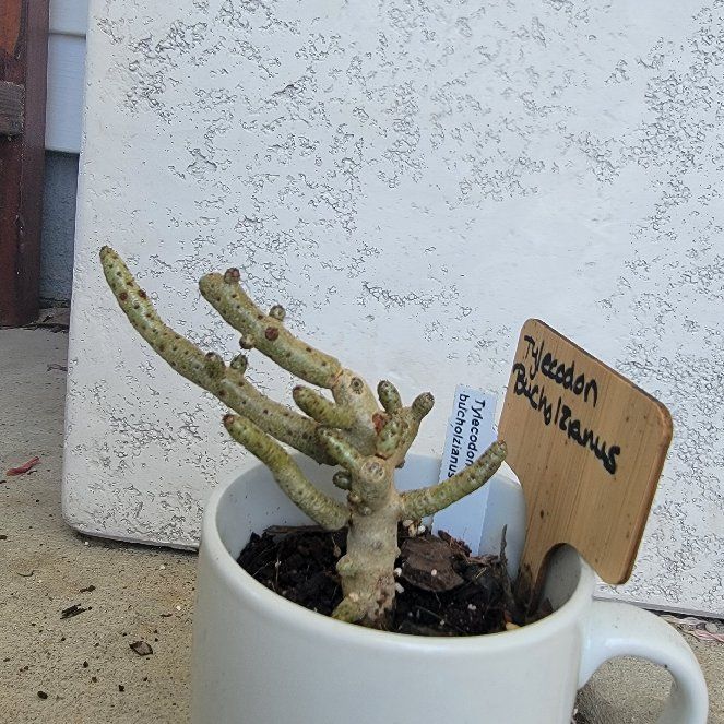 Photo of the plant species Tylecodon by @Lumi named Groot on Greg, the plant care app