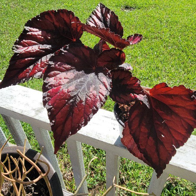 Photo of the plant species Begonia rex by @Lumi named Renji on Greg, the plant care app