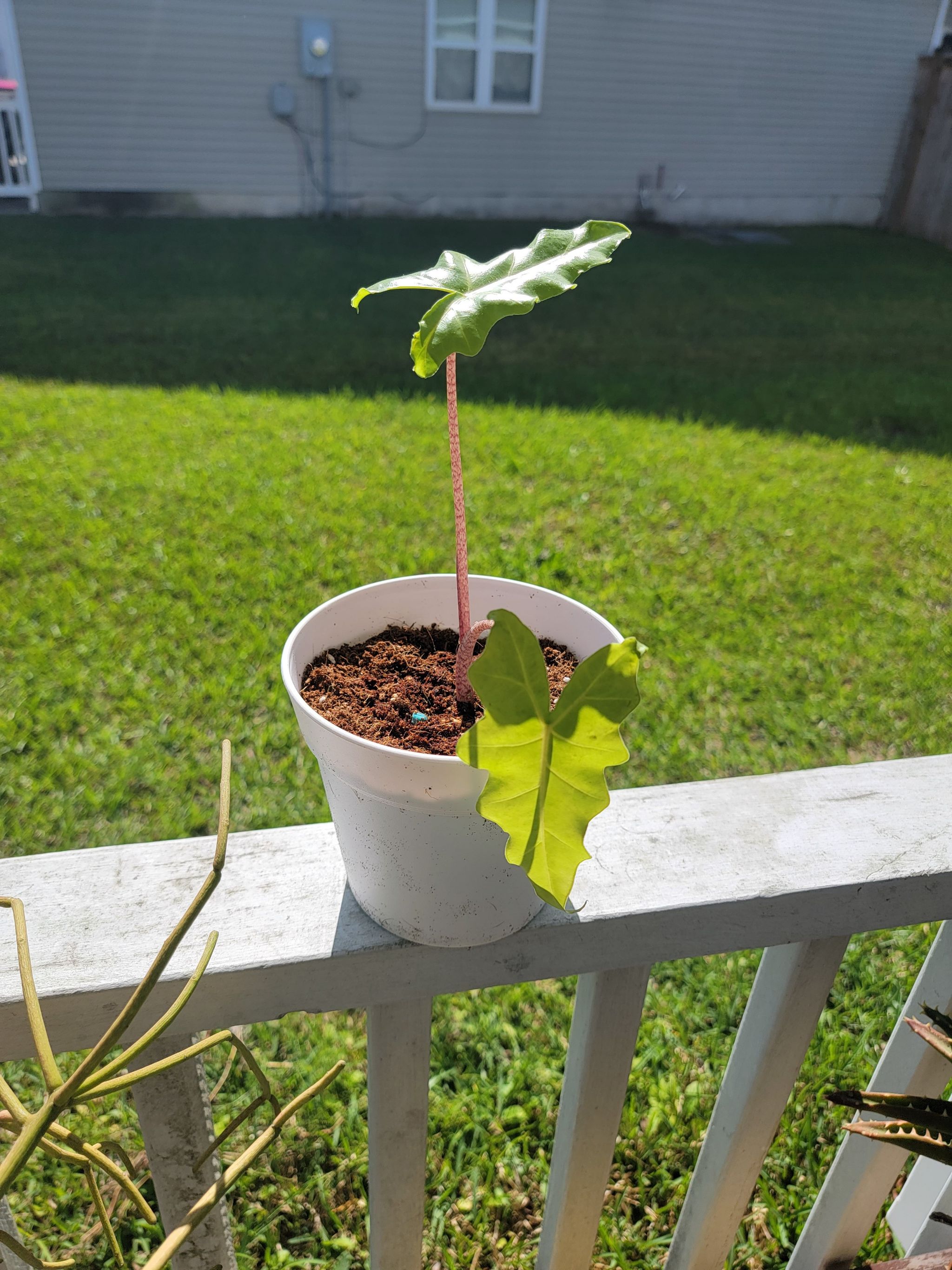 Potted Philo Golden Dragon plant with visible soil and one yellowing leaf on a railing.