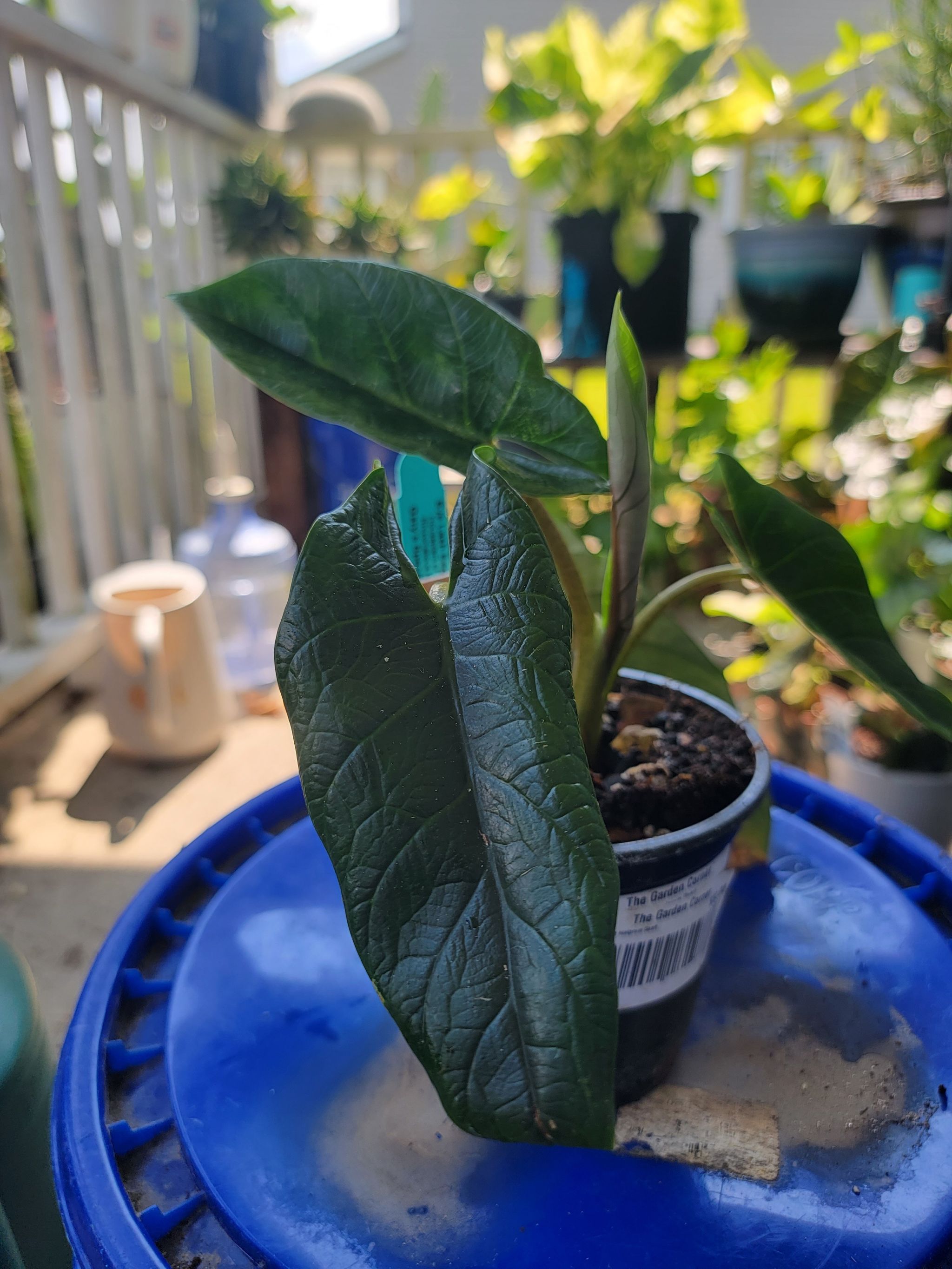 Potted Alocasia Scalprum plant with dark green leaves on a blue surface.