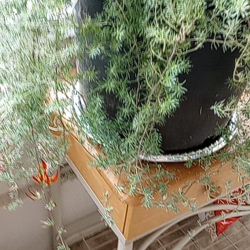 Photo of the plant species Lotus berthelotii by @BenignantTaro named Dax on Greg, the plant care app
