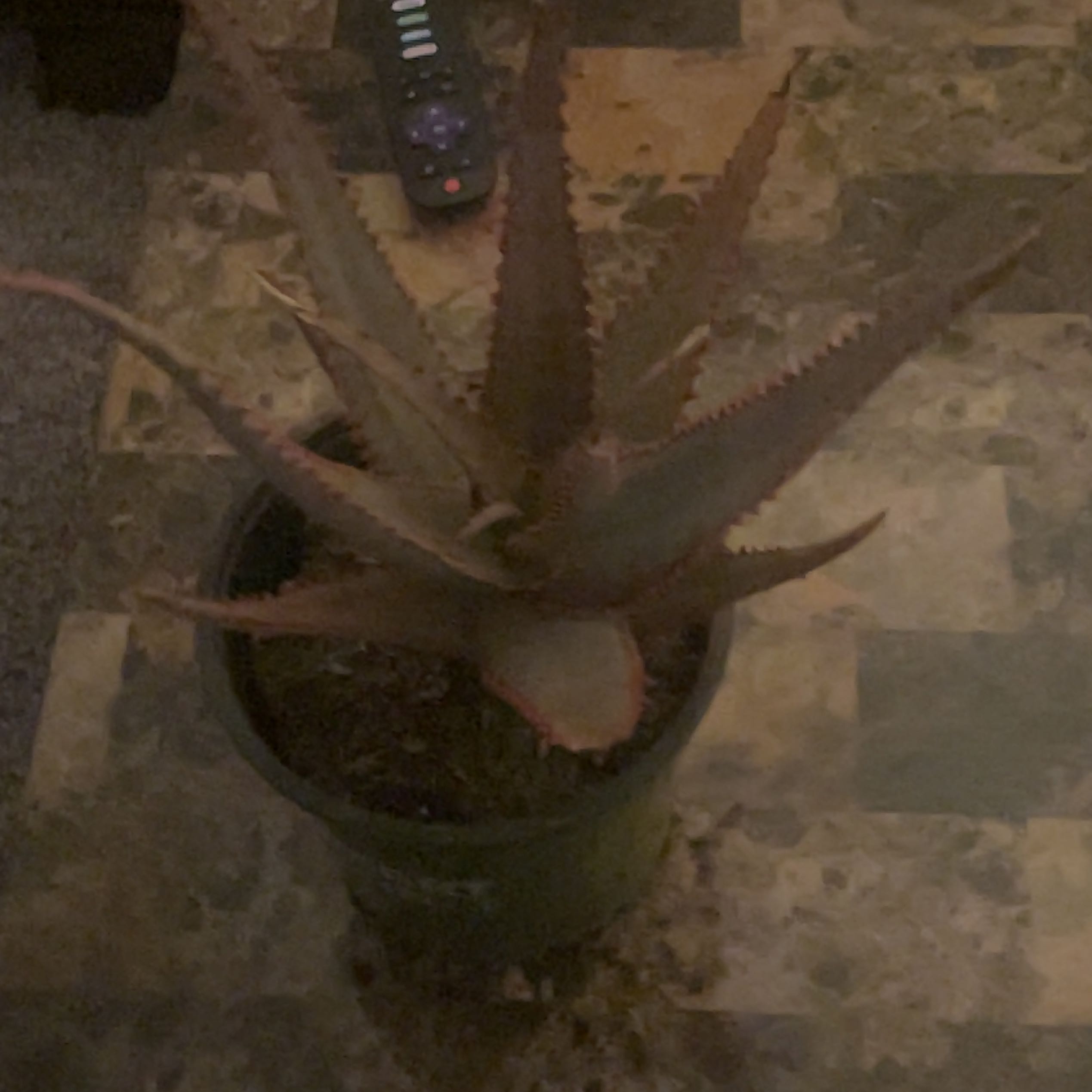 Photo of the plant species Aloe divaricata by @RegalFrithia named Lucifer on Greg, the plant care app