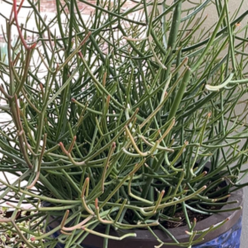 Plant care for Chinese Ephedra on Greg, the plant care app