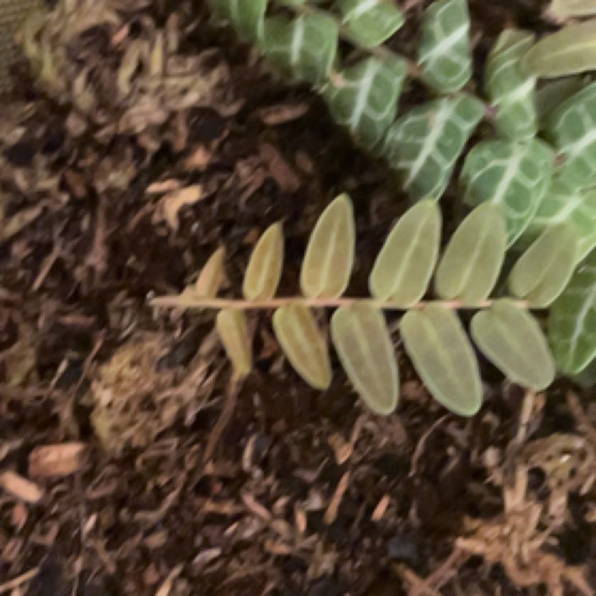 Plant care for Marcgravia on Greg, the plant care app