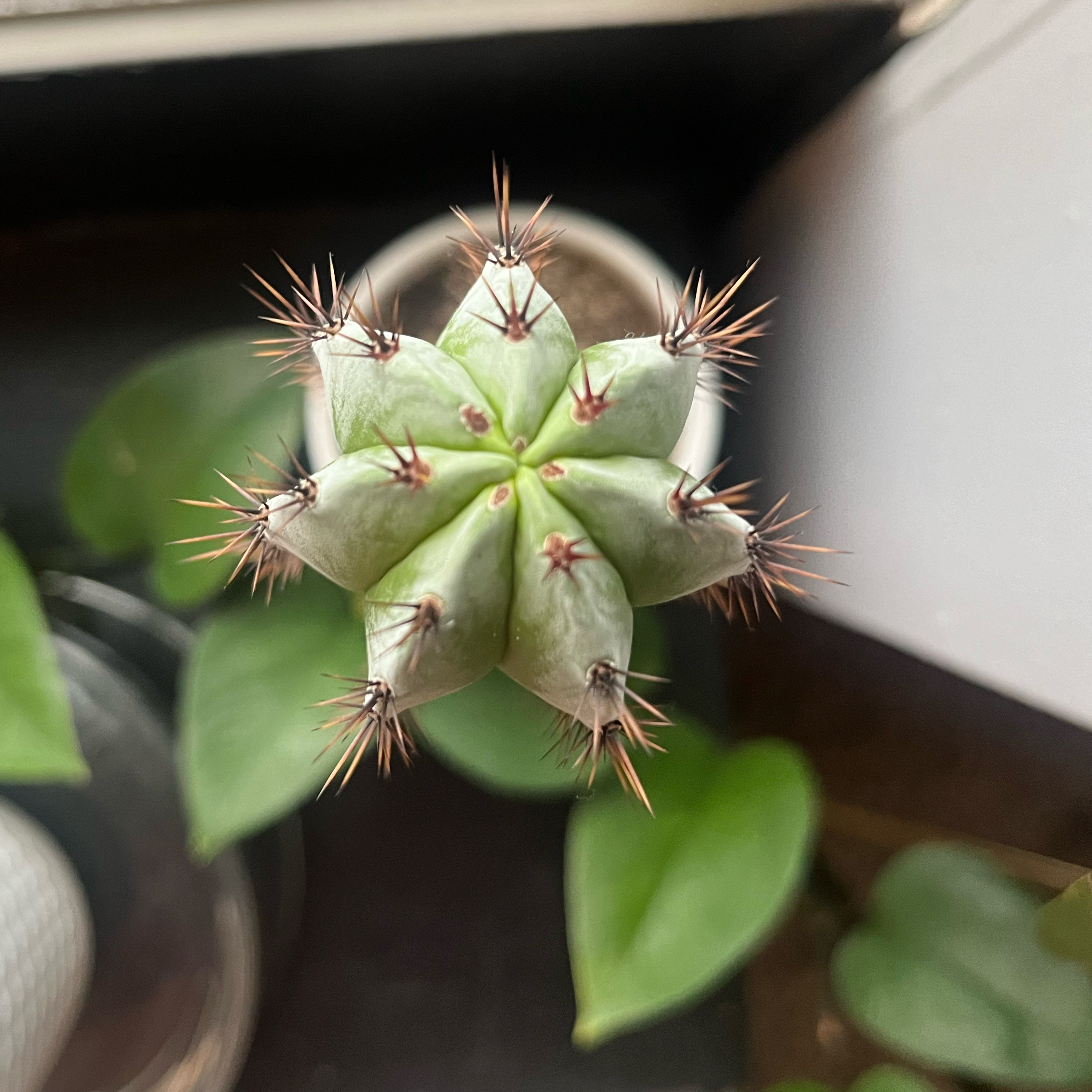Photo of the plant species Peruvian Torch Cactus by @CelestsWorld named Oscar on Greg, the plant care app