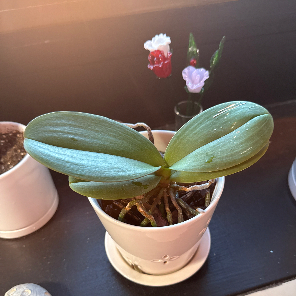 Penelope