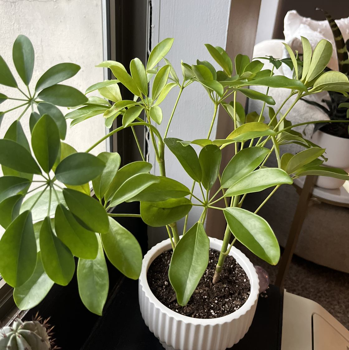 Schefflera Root Rot Solutions | Diagnosing & Treatment