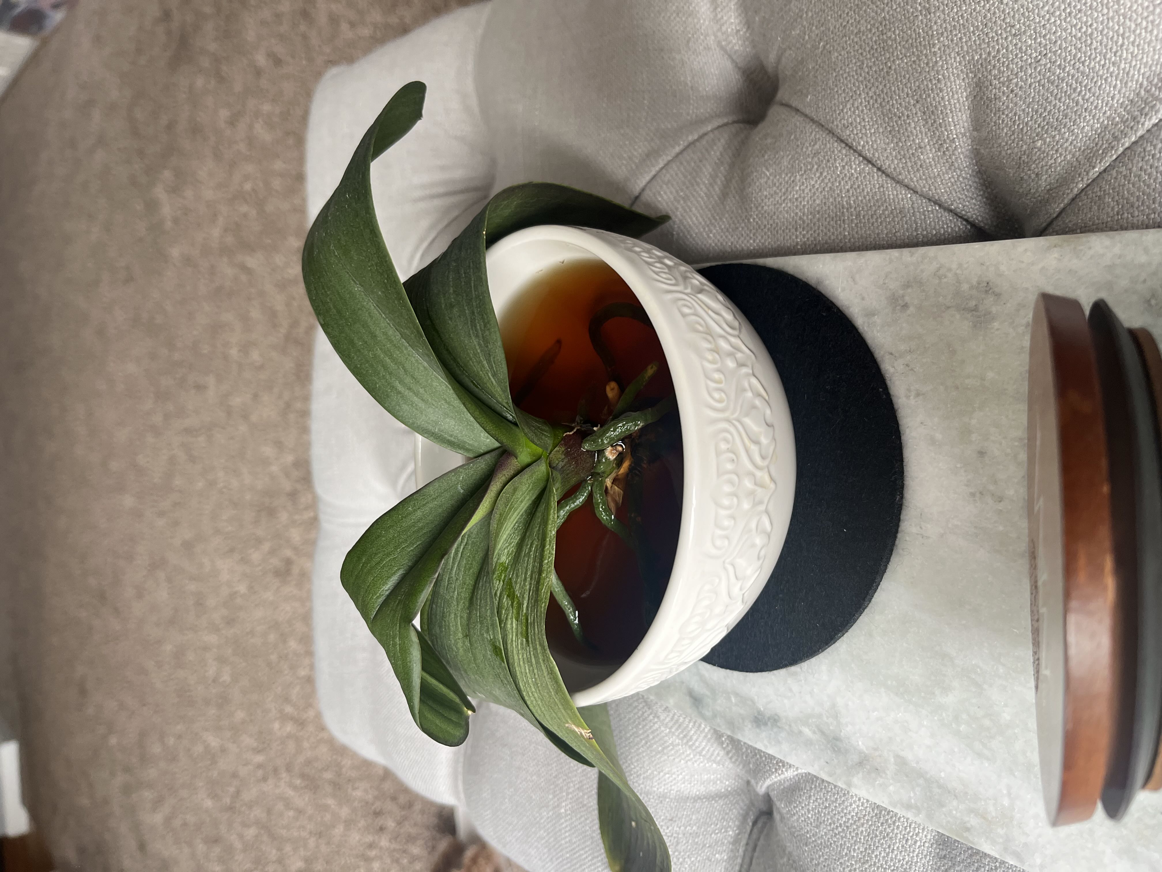 Brown Spots On Phalaenopsis 'younghome White Apple' Leaves