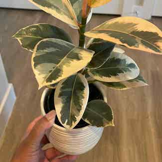 Variegated Rubber Tree plant in Houston, Texas