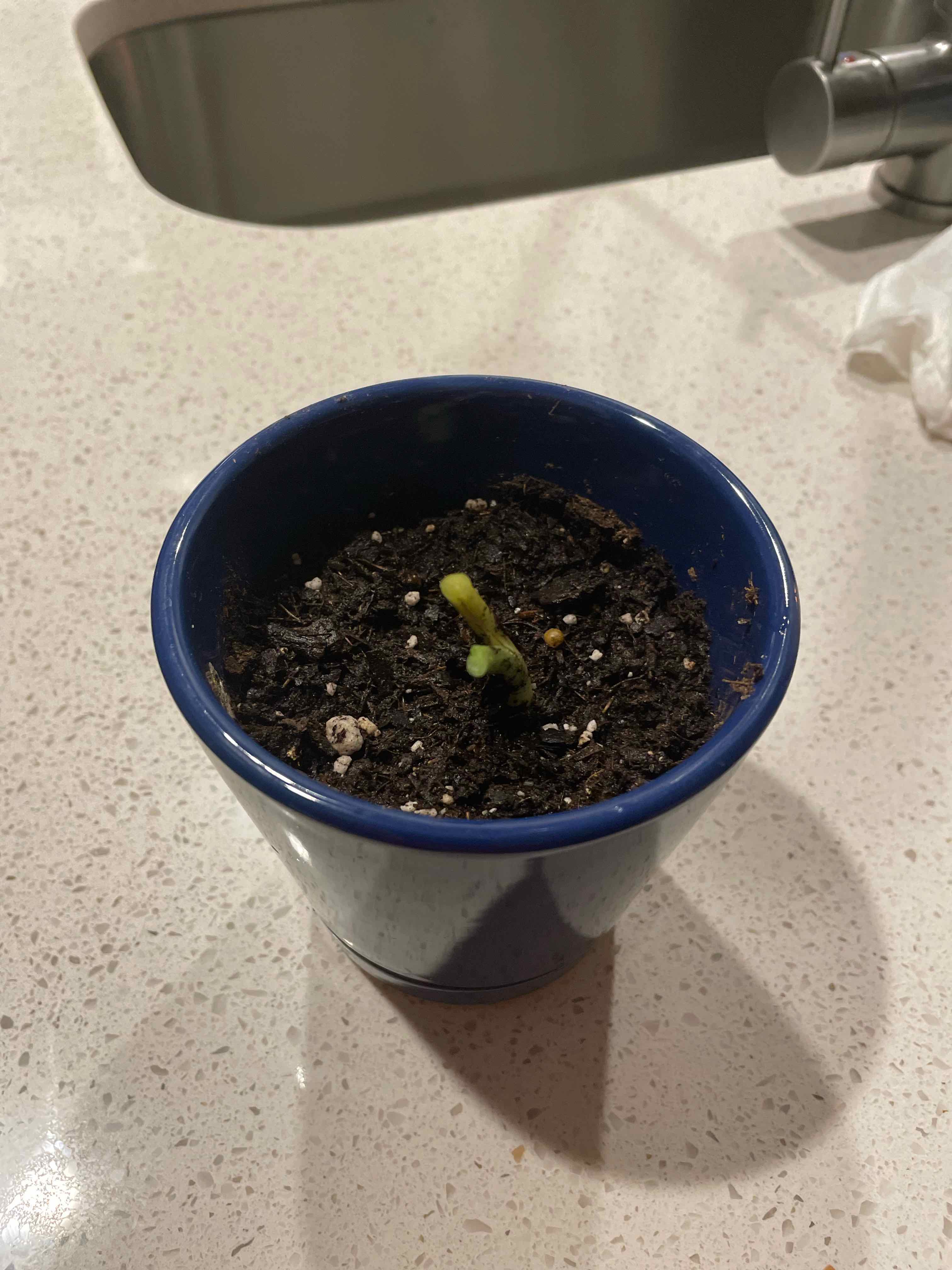 A small Alocasia gagaena 'California' shoot in a blue pot on a countertop.