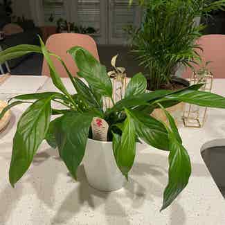 Peace Lily plant in Houston, Texas