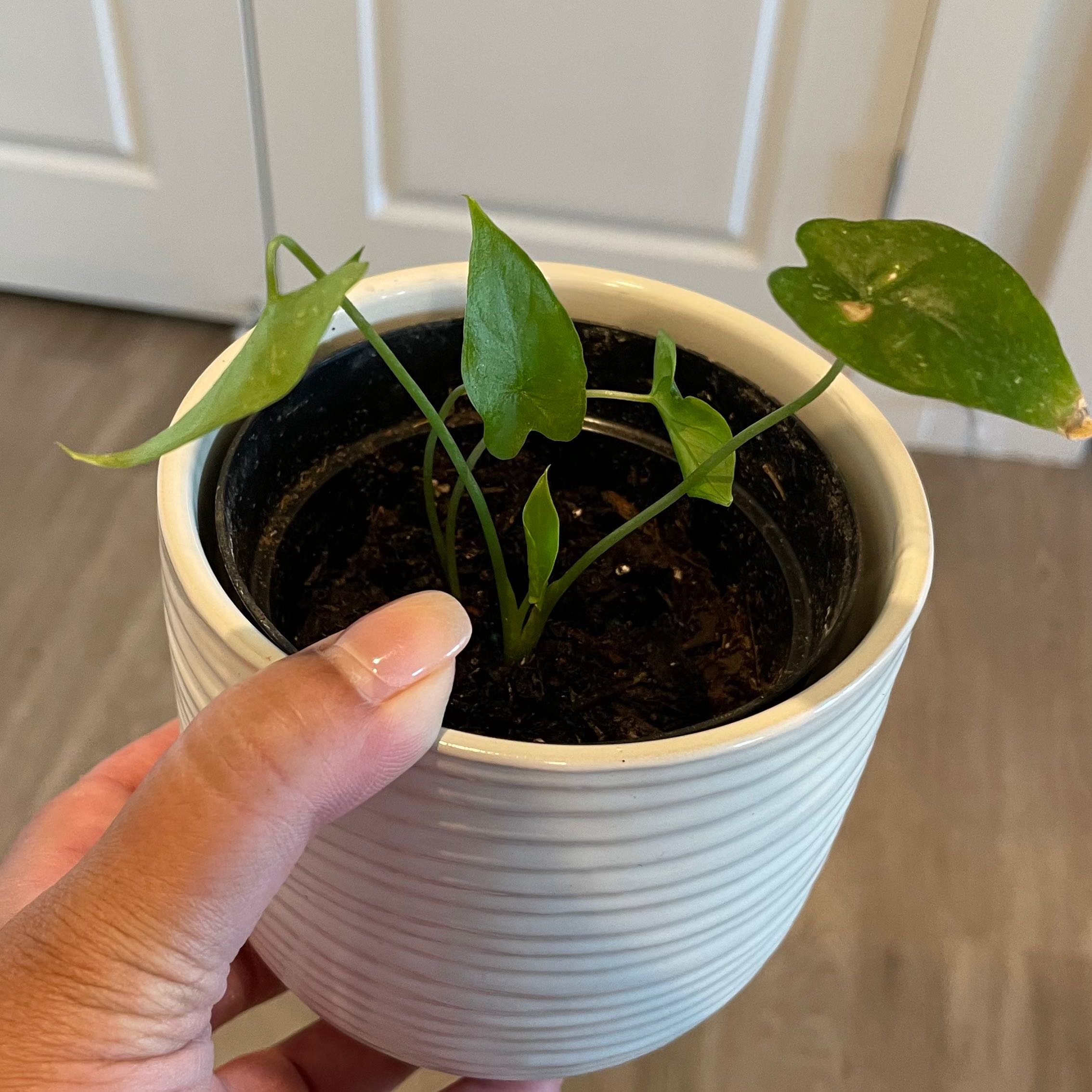 Alocasia gagaena 'California' plant in a white pot held by a hand.