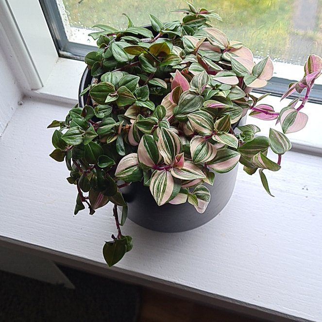 Photo of the plant species Tricolor Rainbow Tradescantia by @JollySeadragon named Marilyn on Greg, the plant care app