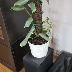 Silver Sword Philodendron plant
