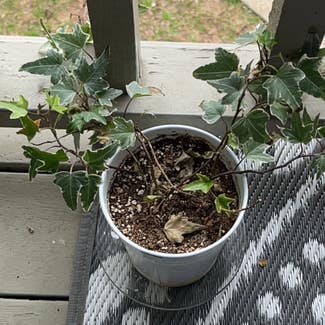English Ivy plant in Murfreesboro, Tennessee