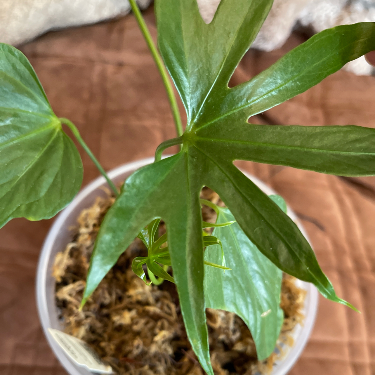 Anthurium Fingers plant with vibrant green leaves in a pot with visible soil.