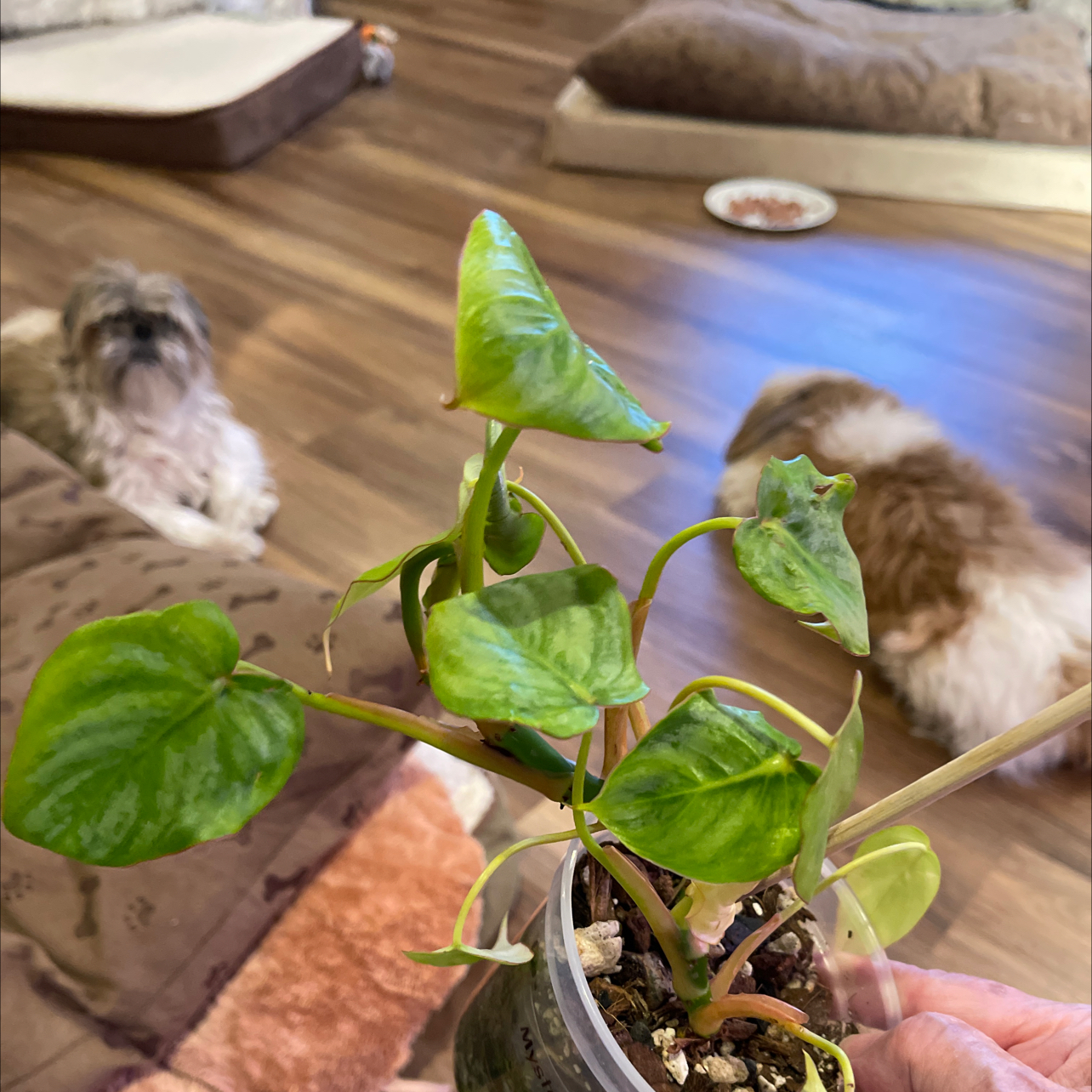 Philodendron Pastazanum plant in a small pot with visible soil, held by a hand. Two dogs are in the background.