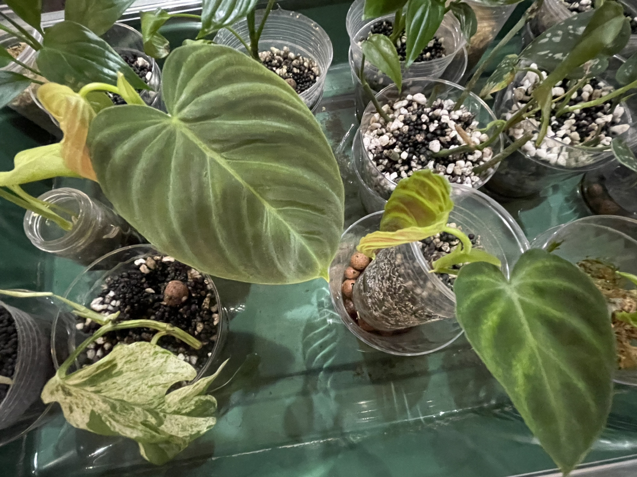 Philodendron Splendid plants in clear containers with visible soil and perlite. Some leaves show minor yellowing and browning.