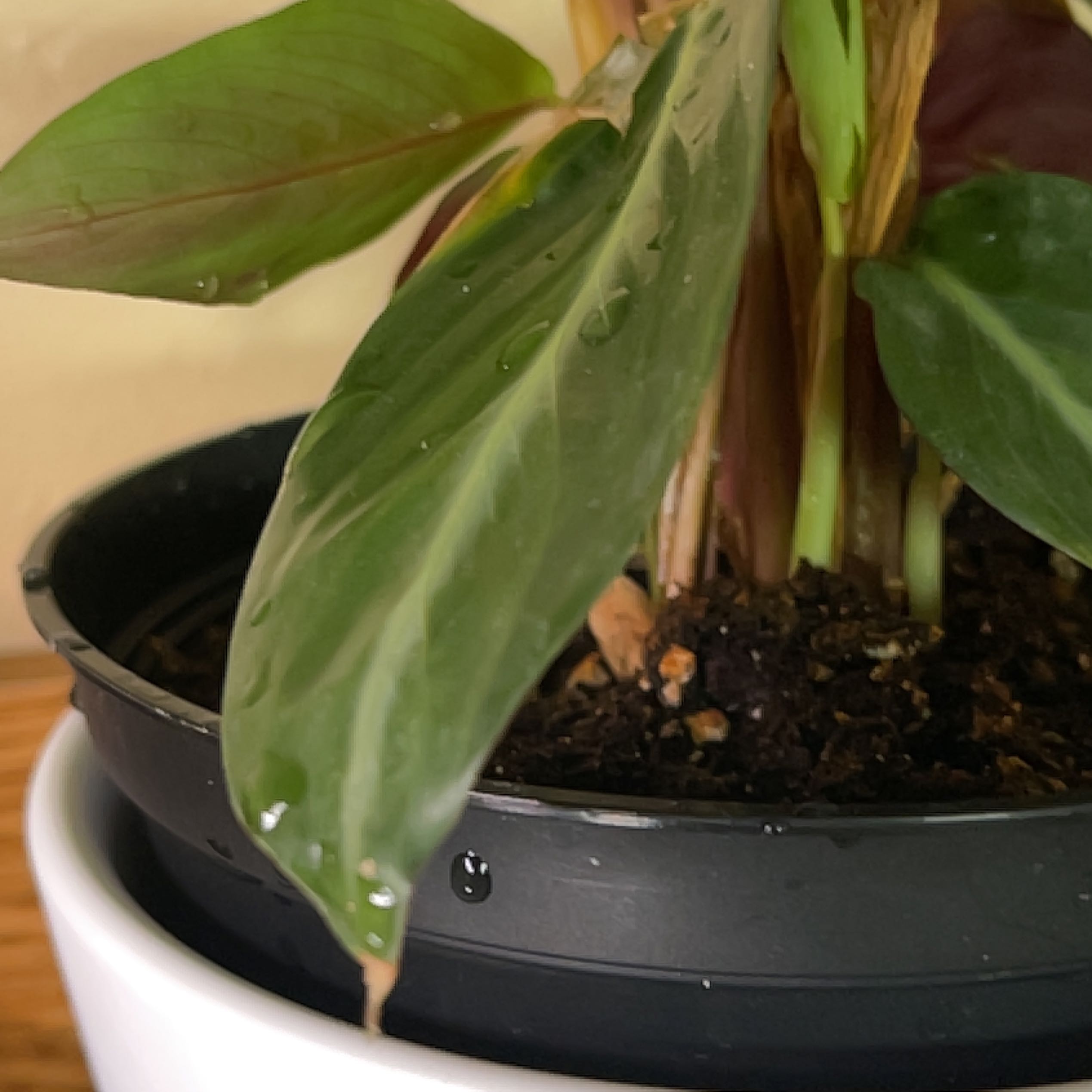 Photo of the plant species prayer plant by @TryKalopanax named br- Stromanthe Sanguinea on Greg, the plant care app