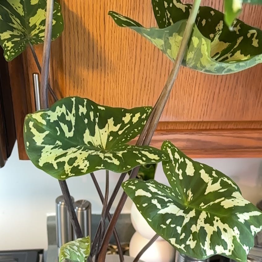Photo of the plant species Alocacia Fornicata by @AwesomeMexico named Sol on Greg, the plant care app