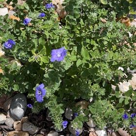 Photo of the plant species African Bindweed by @SaintlyBarley named Keanu Leaves on Greg, the plant care app