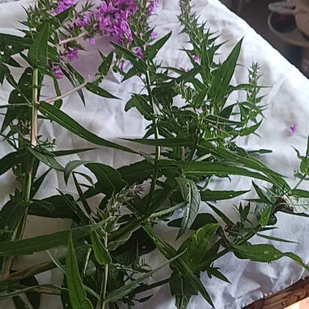 Photo of the plant species Purple Lythrum by @AficionadaTipa named Sage on Greg, the plant care app