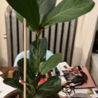 Fiddle Leaf Fig plant in Chicago, Illinois