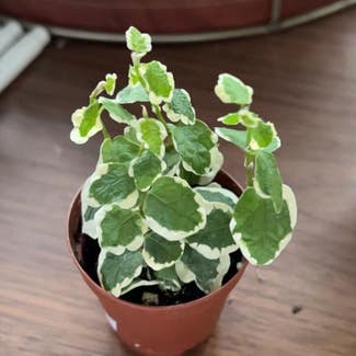 Creeping Fig plant in Chicago, Illinois