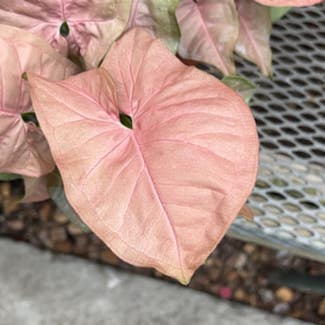 Pink Syngonium plant in Chicago, Illinois