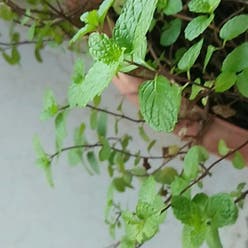 Spearmint plant