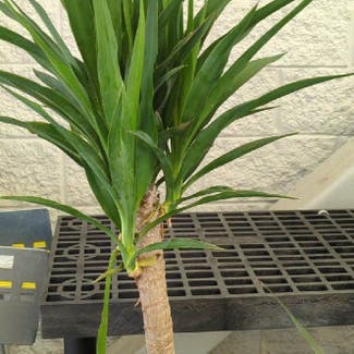 Blue-Stem Yucca plant in Wauseon, Ohio