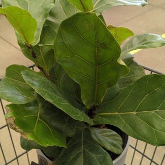 Fiddle Leaf Fig plant in Wauseon, Ohio