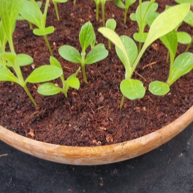 Photo of the plant species Omphalodes linifolia by @HonoredCosmo named Leonardo on Greg, the plant care app