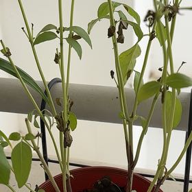 Photo of the plant species Lemon Basil by @MatureTurkshead named Cleopatra on Greg, the plant care app