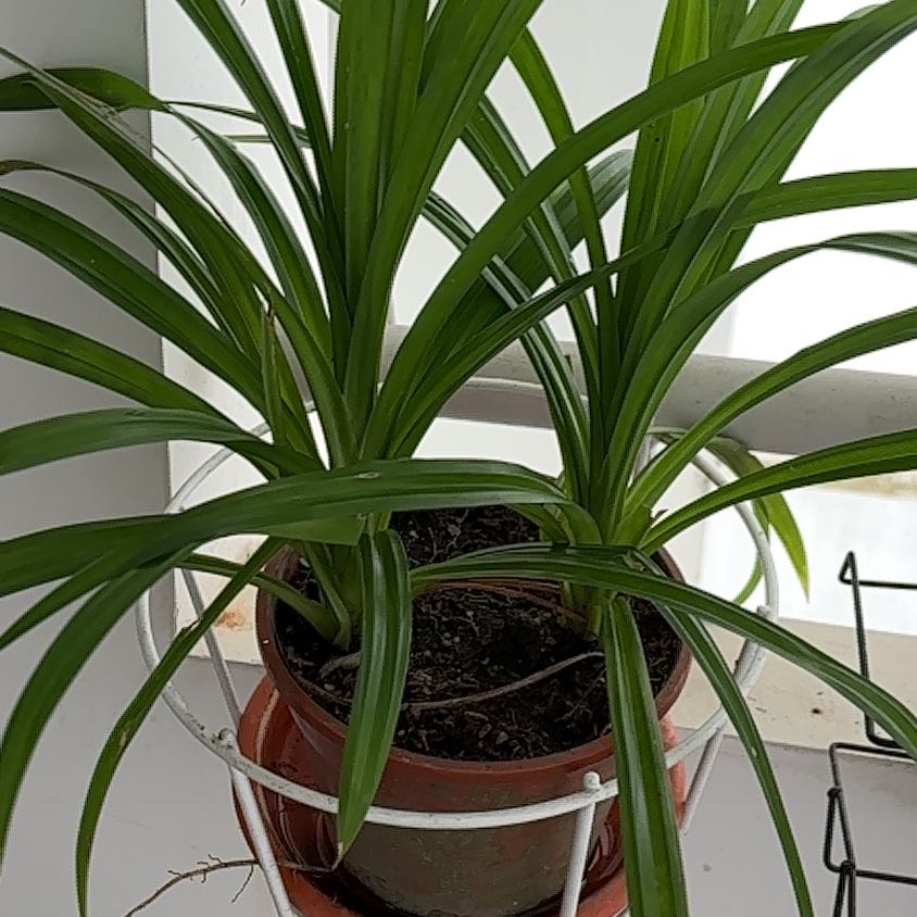 Photo of the plant species Screwpine by @MatureTurkshead named Forrest on Greg, the plant care app