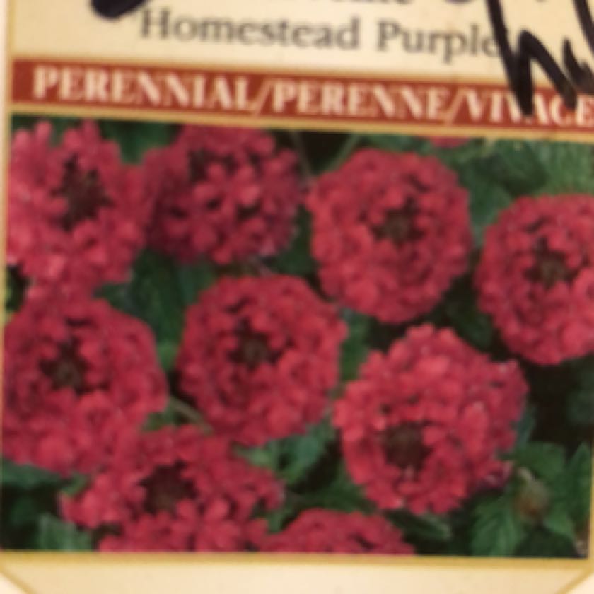 Photo of the plant species Rose Vervain by @GladChisme named Marley on Greg, the plant care app