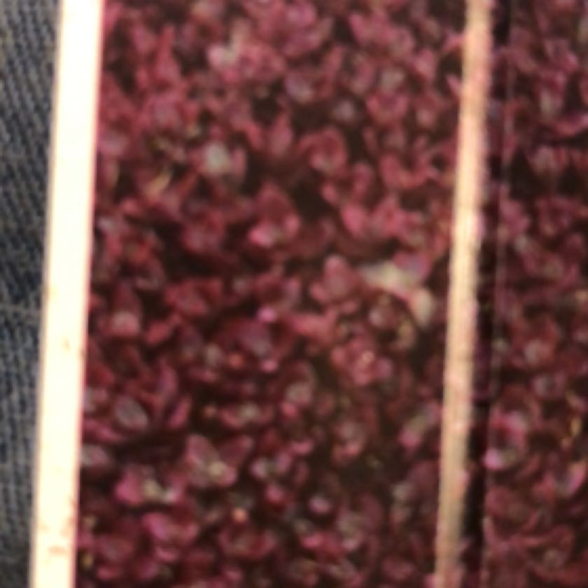 Photo of the plant species Sunsparkler Sedum by @GladChisme named Oscar on Greg, the plant care app