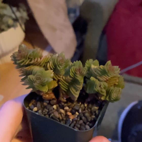 Photo of the plant species Crassula 'Estagnol' by @NurseDidelta named Kendall on Greg, the plant care app