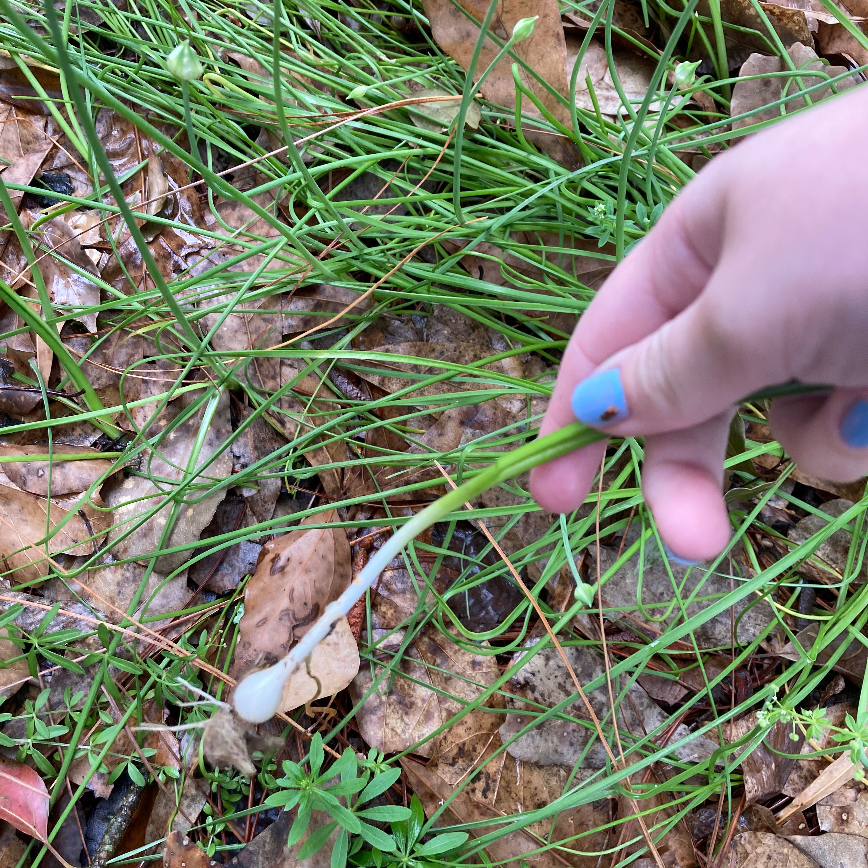Photo of the plant species Wild Onion by @NurseDidelta named Ronaldo on Greg, the plant care app