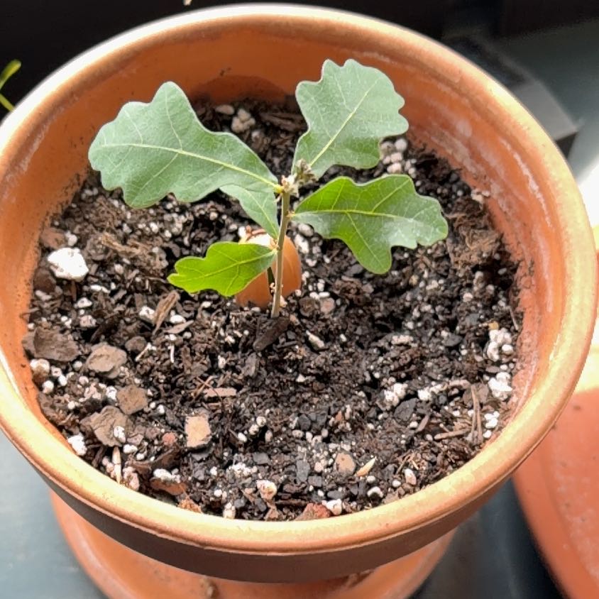 Photo of the plant species White Oak by @NeatCocoplum named ChloroPhil on Greg, the plant care app