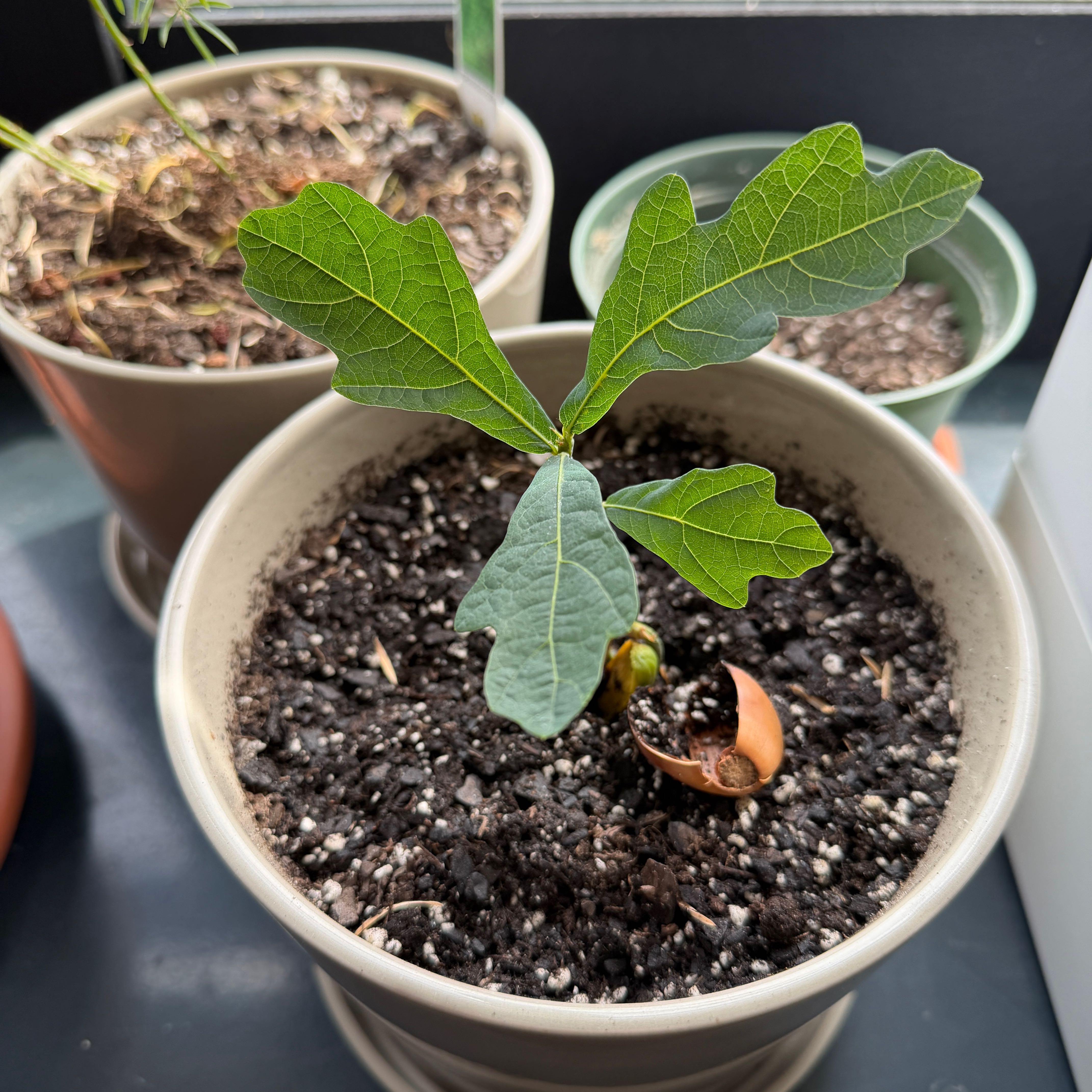 Photo of the plant species White Oak by @NeatCocoplum named Curly on Greg, the plant care app