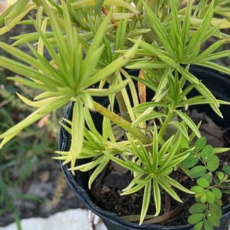 Pincushion Peperomia plant in DeBary, Florida
