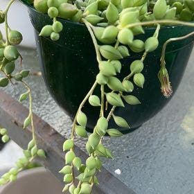 String of Pearls plant in DeBary, Florida