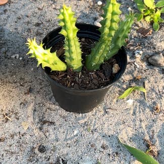 Candelabra Cactus plant in DeBary, Florida