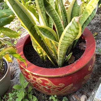Snake Plant plant in DeBary, Florida