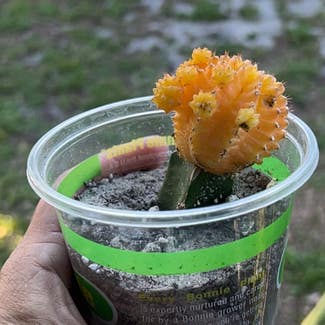 Moon Cactus plant in DeBary, Florida
