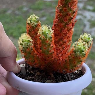 Lady Finger Cactus plant in DeBary, Florida