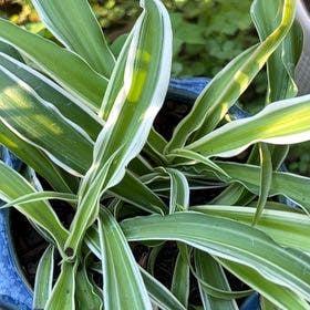 Spider Plant plant in DeBary, Florida