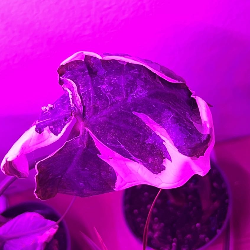 Mickey Mouse Taro plant with significant leaf discoloration under purple lighting.