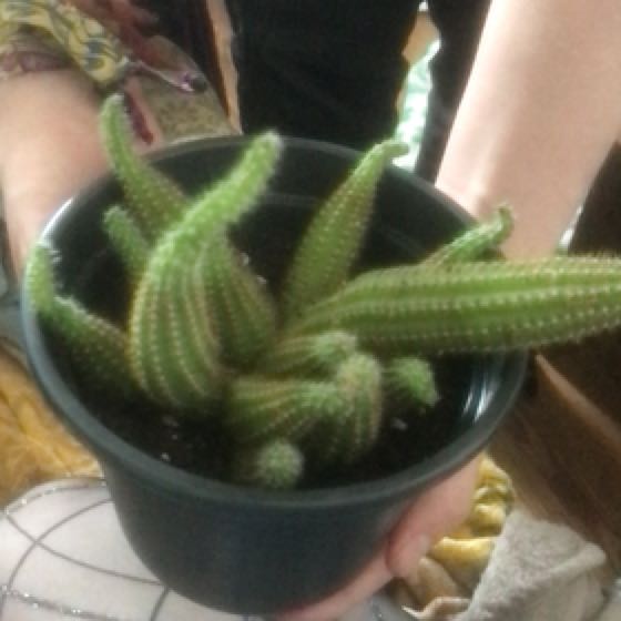 Photo of the plant species Chamaelobivia by @AngelRossavens named Spikelee on Greg, the plant care app